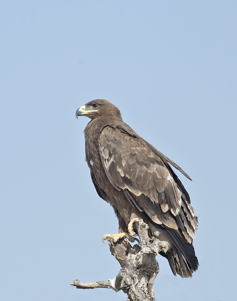 Eagle bird watching in national park