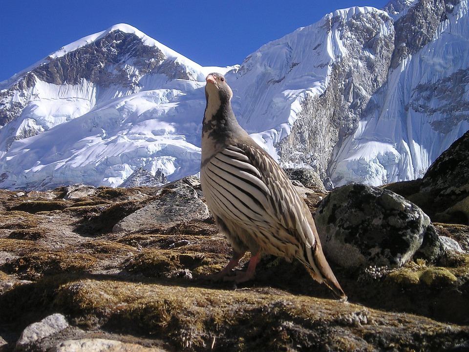 Himalayan bird watching